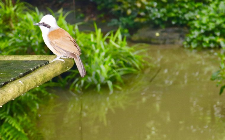 Bird Park visit May 2018