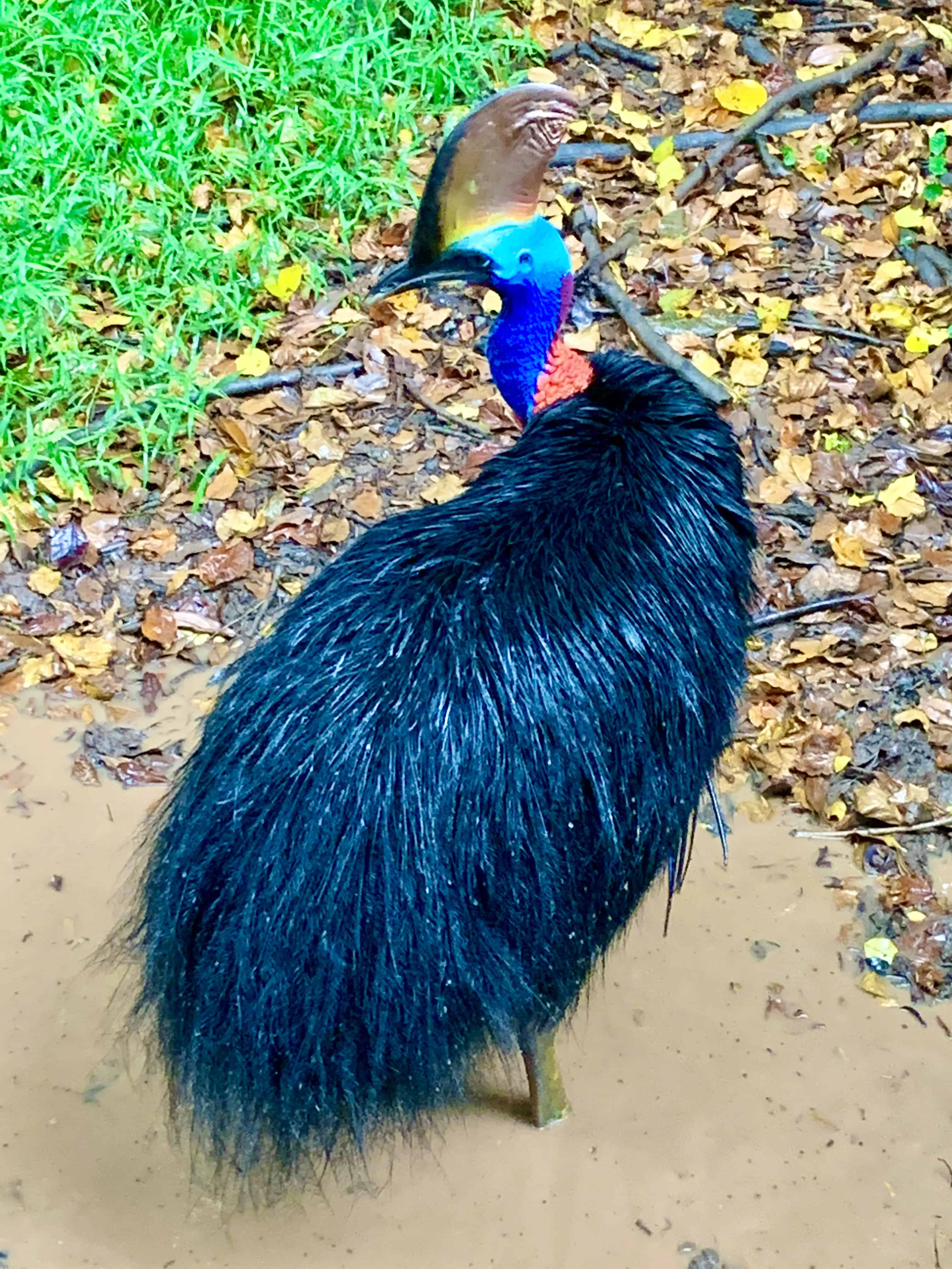 Jurong Bird Park 'the return' Oct'20