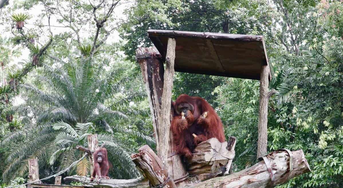 Singapore Zoo a rainy November'20