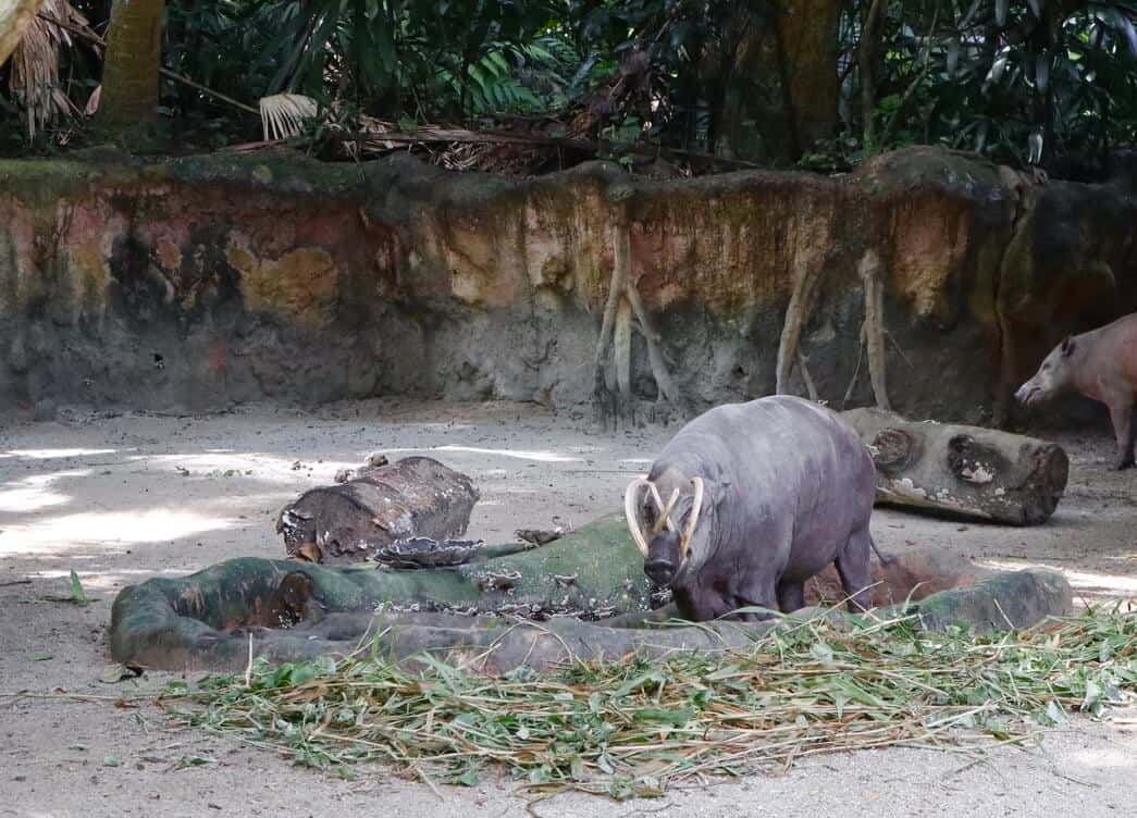 Singapore Zoo a rainy November'20