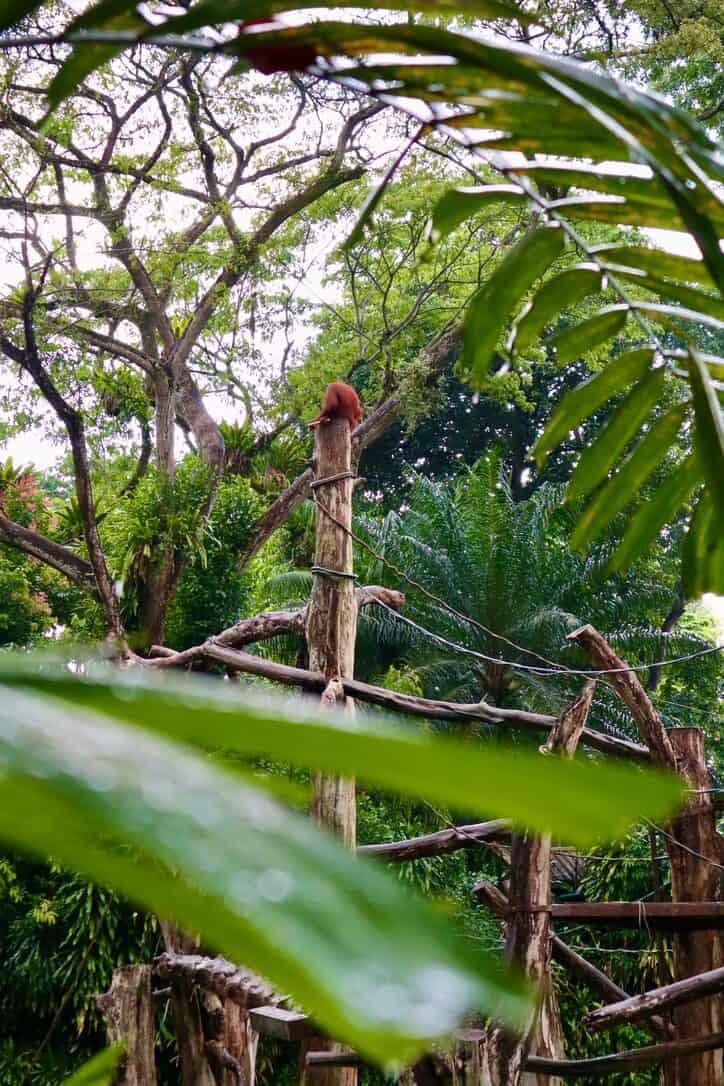 Singapore Zoo a rainy November'20