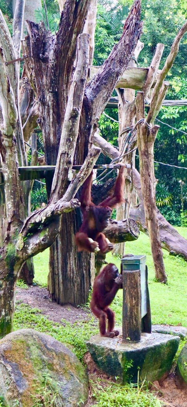 Singapore Zoo a rainy November'20