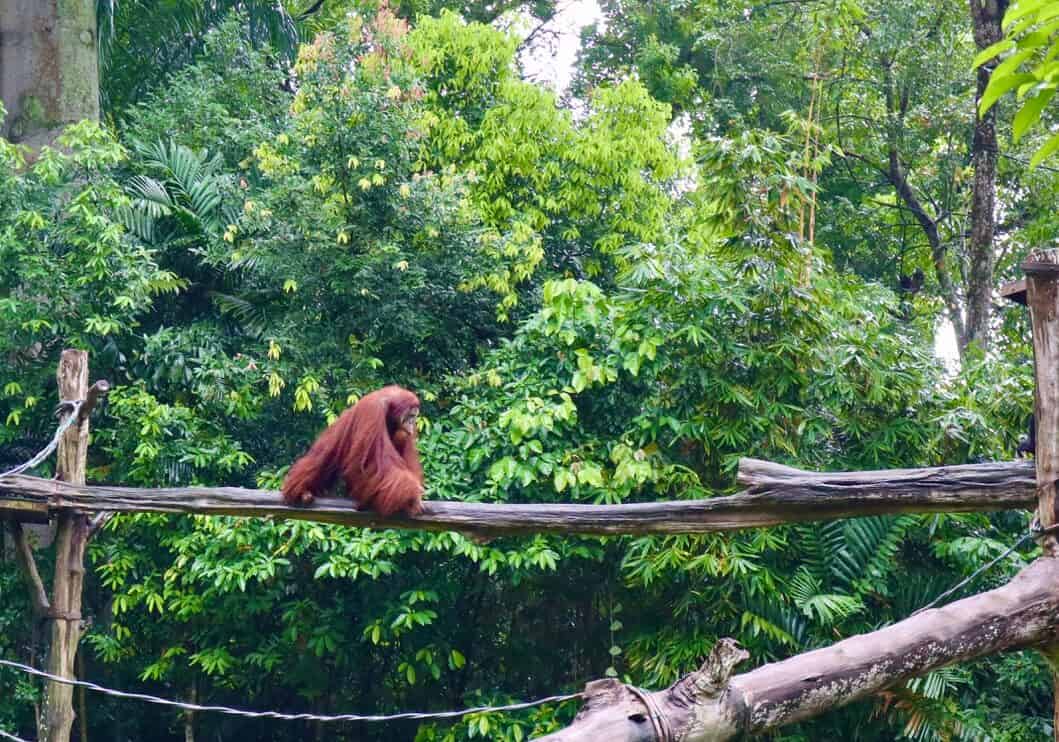 Singapore Zoo a rainy November'20