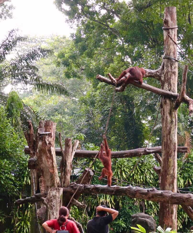 Singapore Zoo a rainy November'20