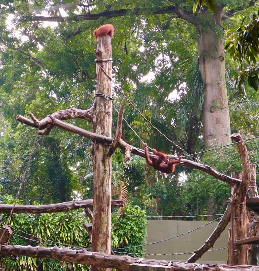 Singapore Zoo a rainy November'20