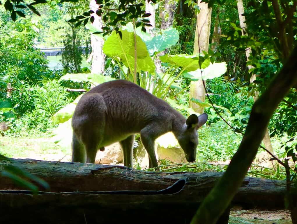 Singapore Zoo a rainy November'20