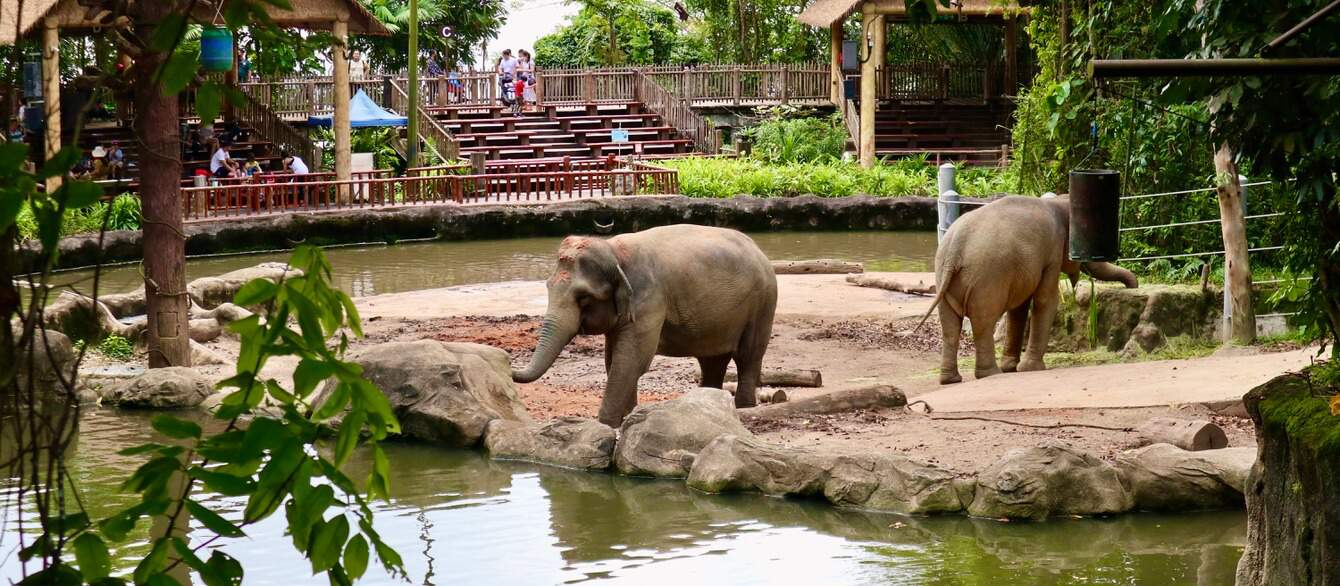 Singapore Zoo a rainy November'20