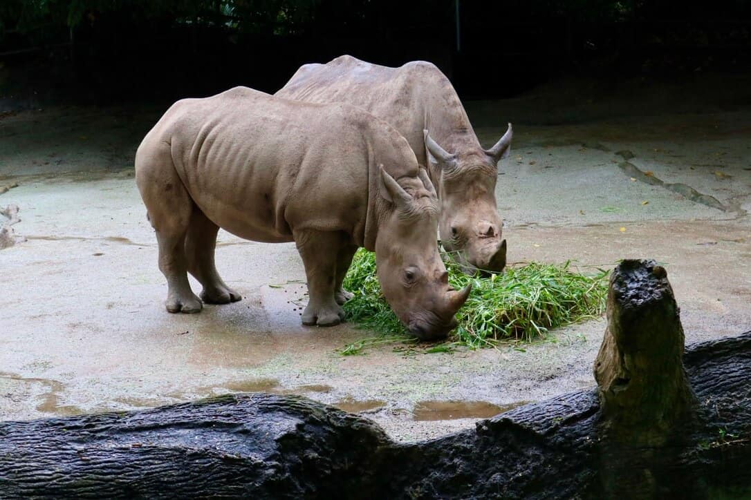 Singapore Zoo a rainy November'20