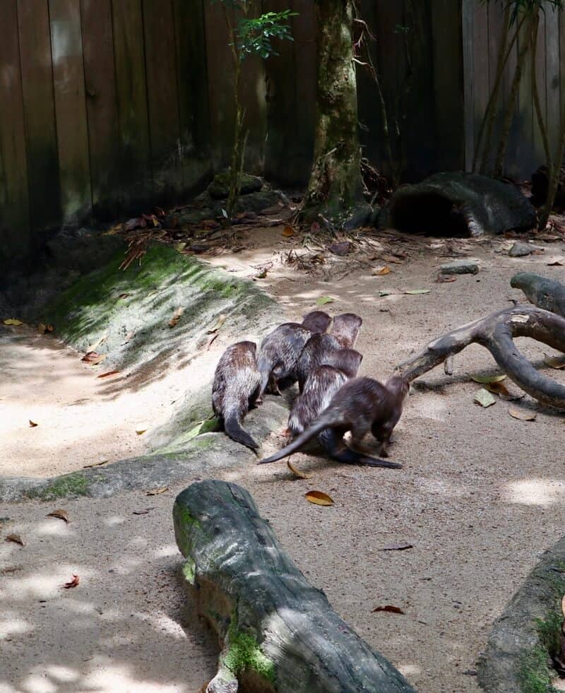 Singapore Zoo a rainy November'20