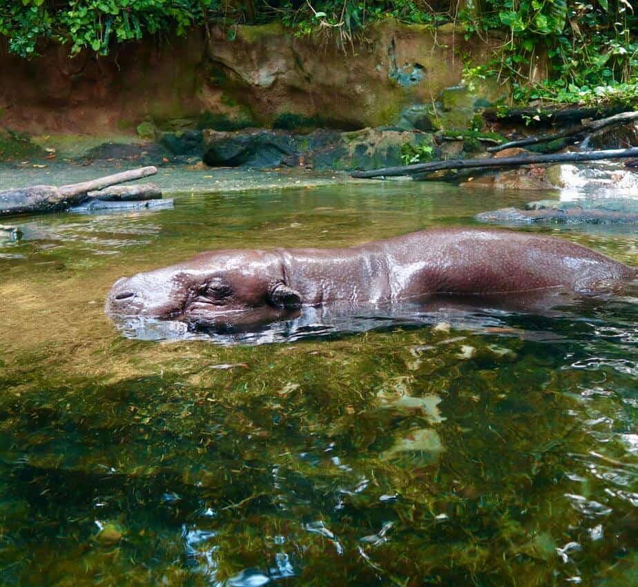 Singapore Zoo a rainy November'20