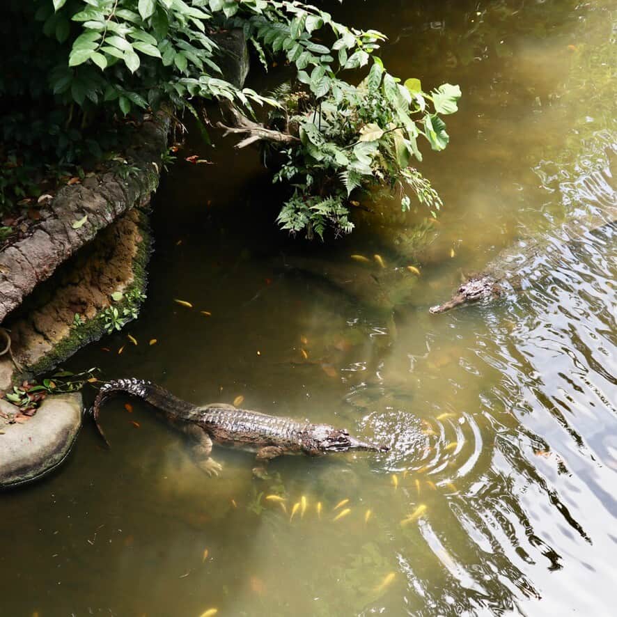 Singapore Zoo a rainy November'20