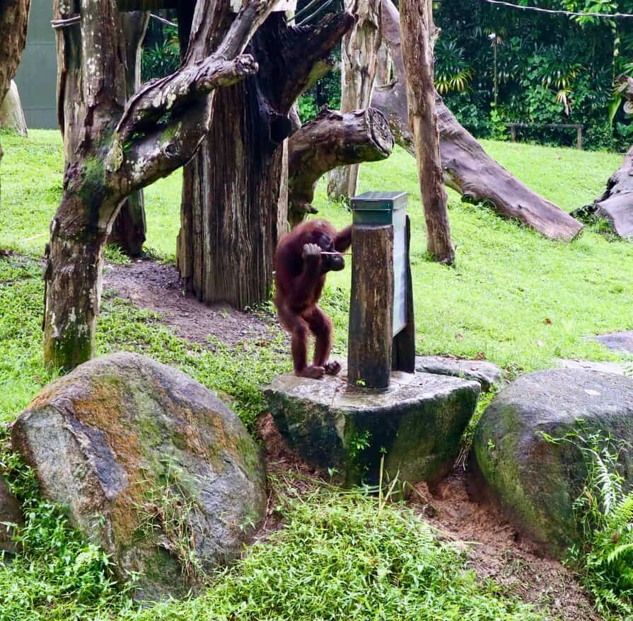 Singapore Zoo a rainy November'20