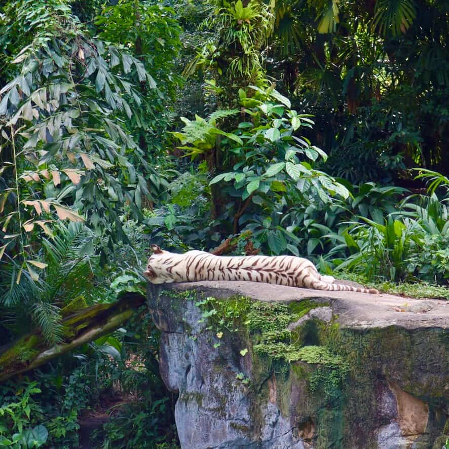 Singapore Zoo a rainy November'20