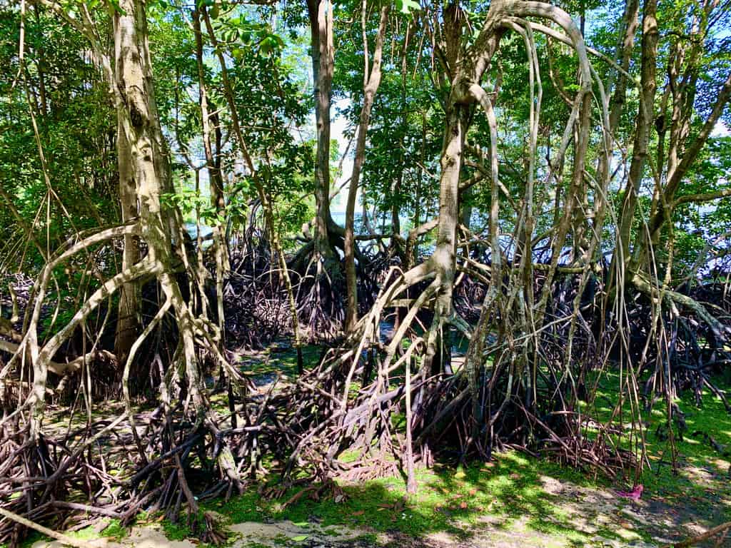 Pulau Ubin Dec'20 - 'the return'