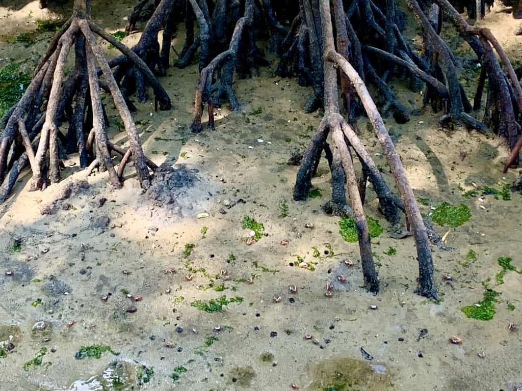 Pulau Ubin Dec'20 - 'the return'