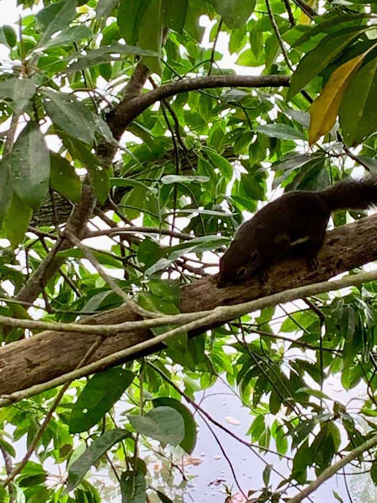 Sungei Buloh Wetland Reserve Jan 2021