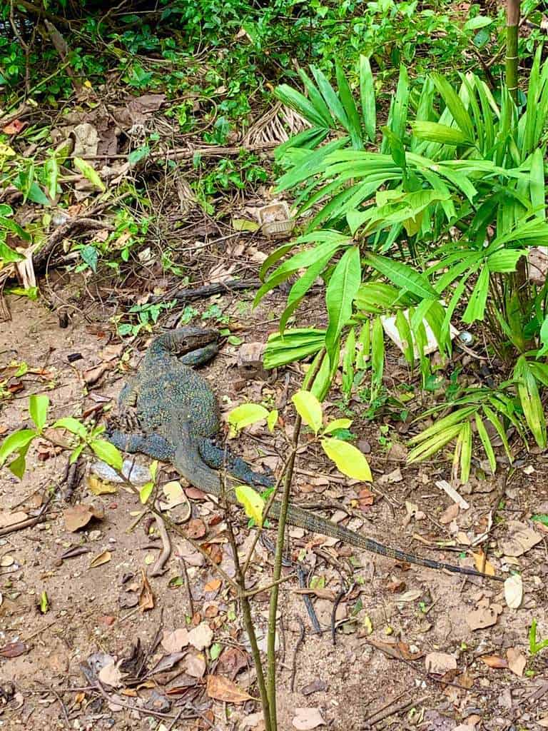 Sungei Buloh Wetland Reserve Jan 2021