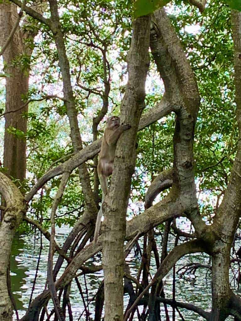 Sungei Buloh Wetland Reserve Jan 2021