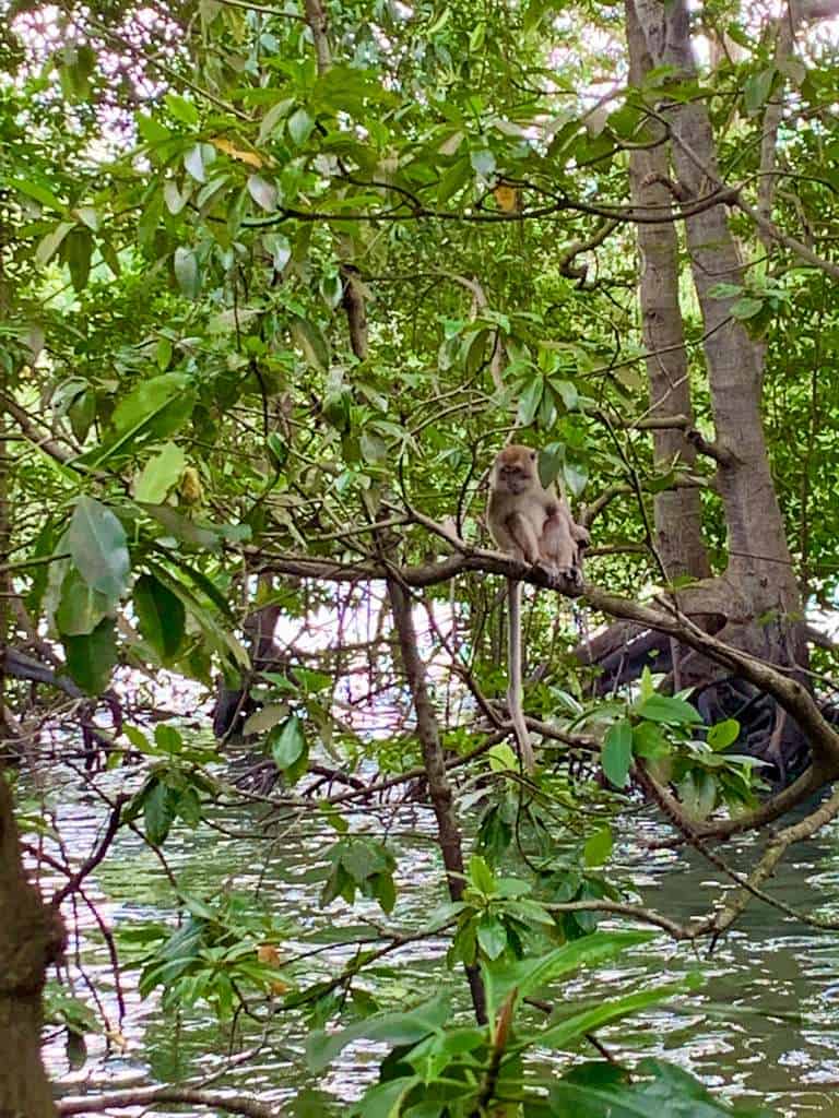 Sungei Buloh Wetland Reserve Jan 2021