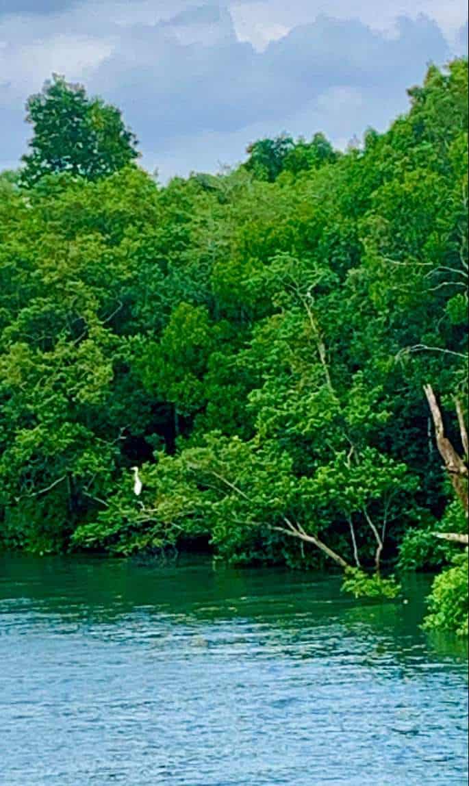 Sungei Buloh Wetland Reserve Jan 2021