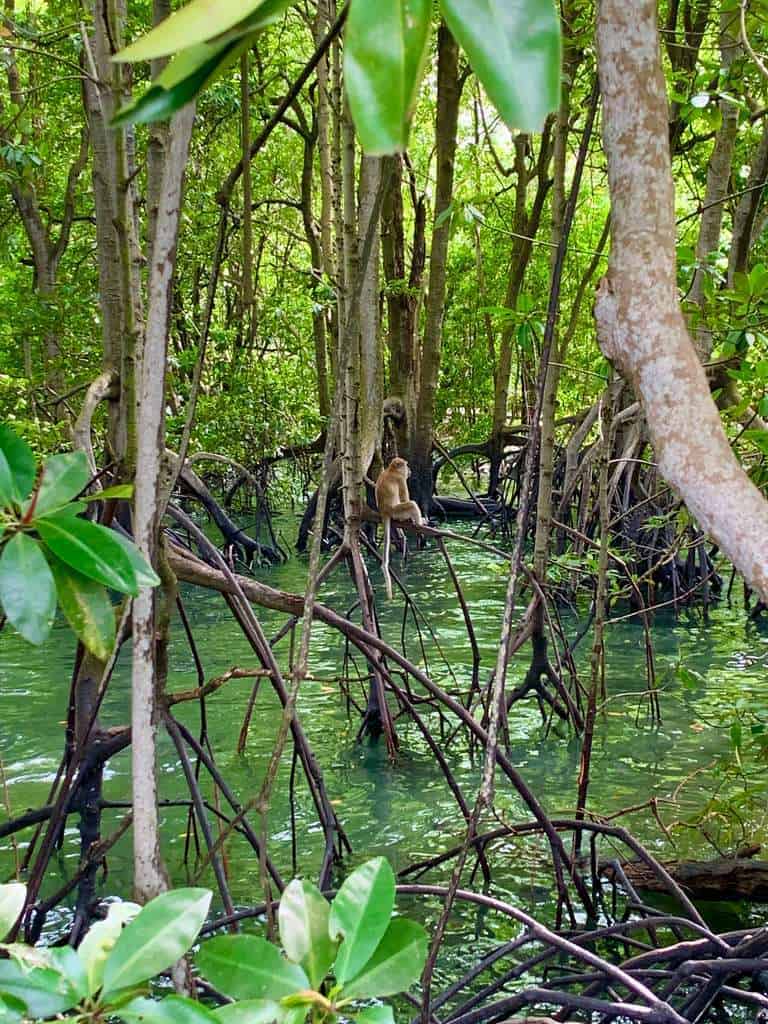 Sungei Buloh Wetland Reserve Jan 2021