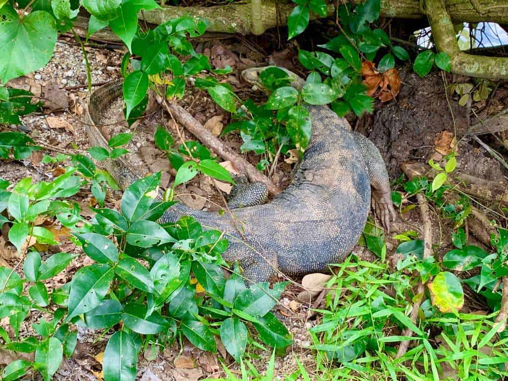 Sungei Buloh Wetland Reserve Jan 2021