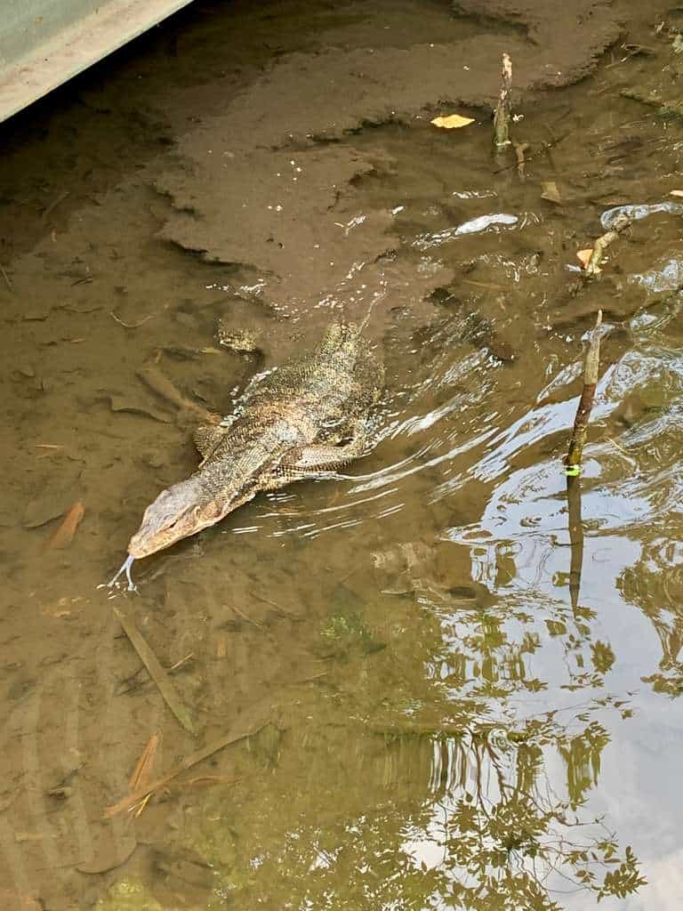 Sungei Buloh Wetland Reserve Jan 2021