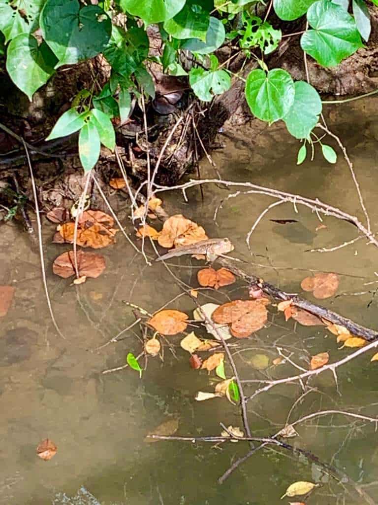 Sungei Buloh Wetland Reserve Jan 2021