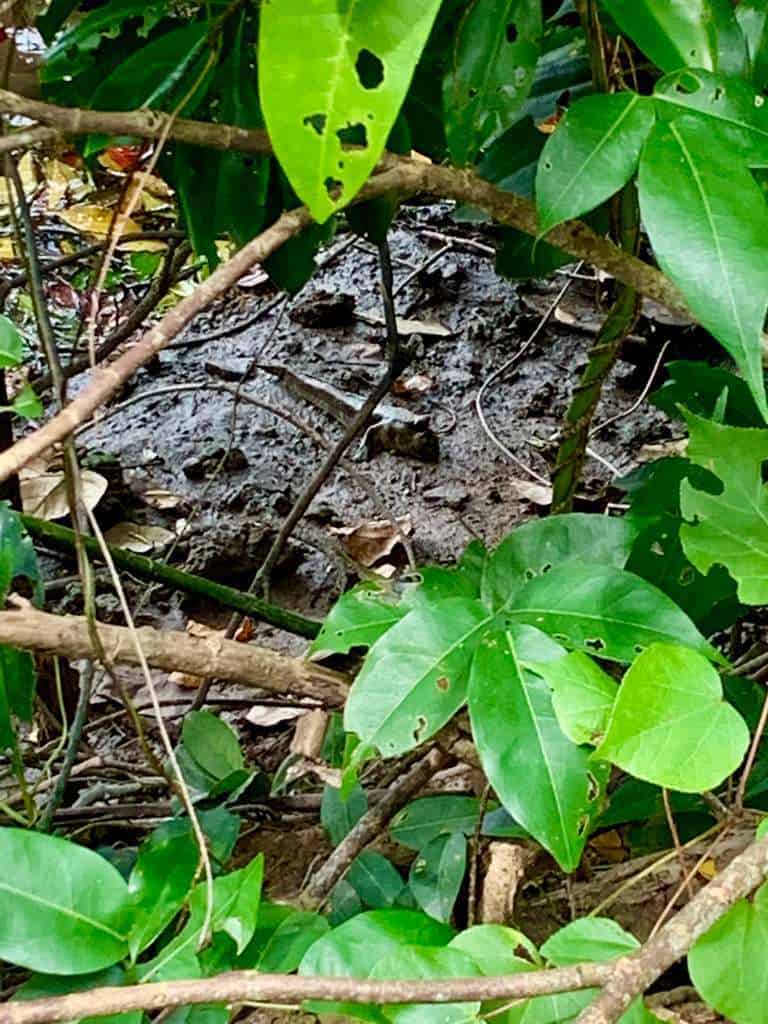 Sungei Buloh Wetland Reserve Jan 2021